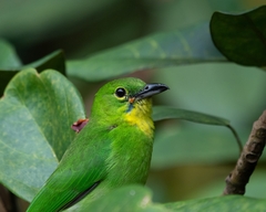 Chloropsis sonnerati