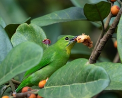 Chloropsis sonnerati