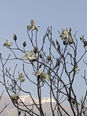 Magnolia campbellii