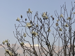 Magnolia campbellii