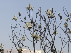 Magnolia campbellii