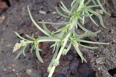 Oligomeris linifolia