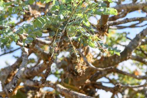 Boswellia dioscoridis