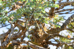 Boswellia dioscoridis image