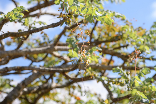Boswellia dioscoridis
