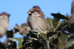 Passer domesticus