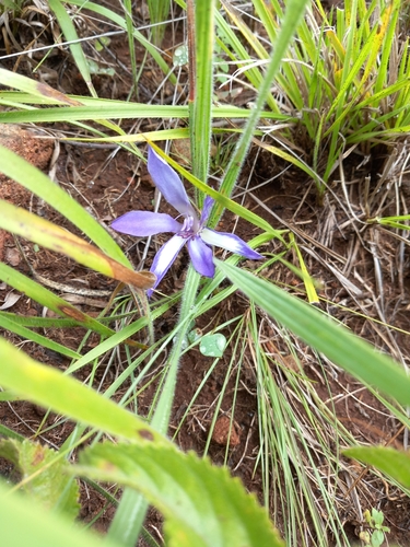 Babiana bainesii