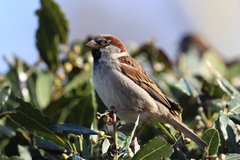 Passer domesticus