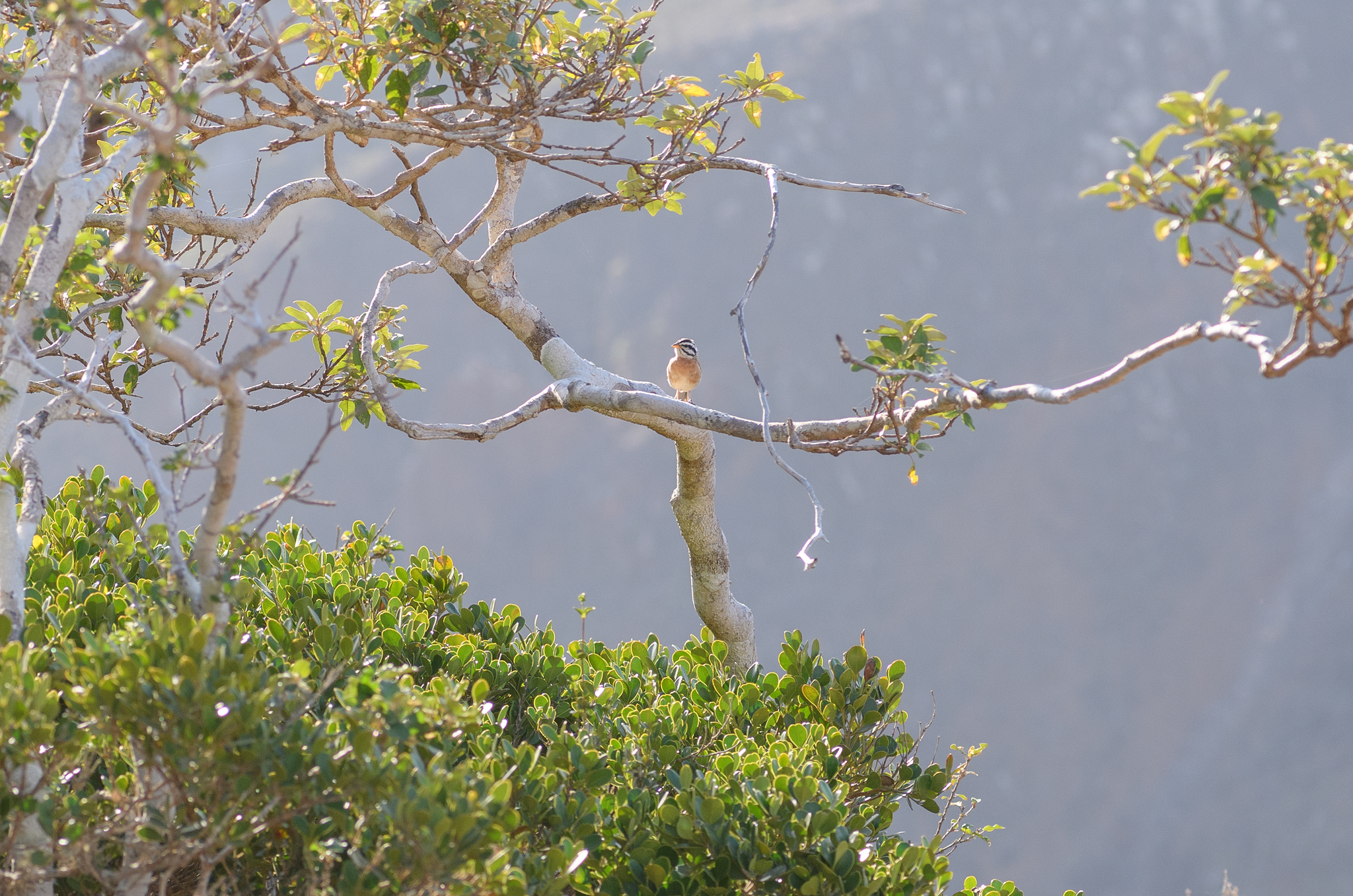 Socotra Bunting (Emberiza socotrana), photo 1