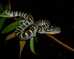 Tropidolaemus wagleri