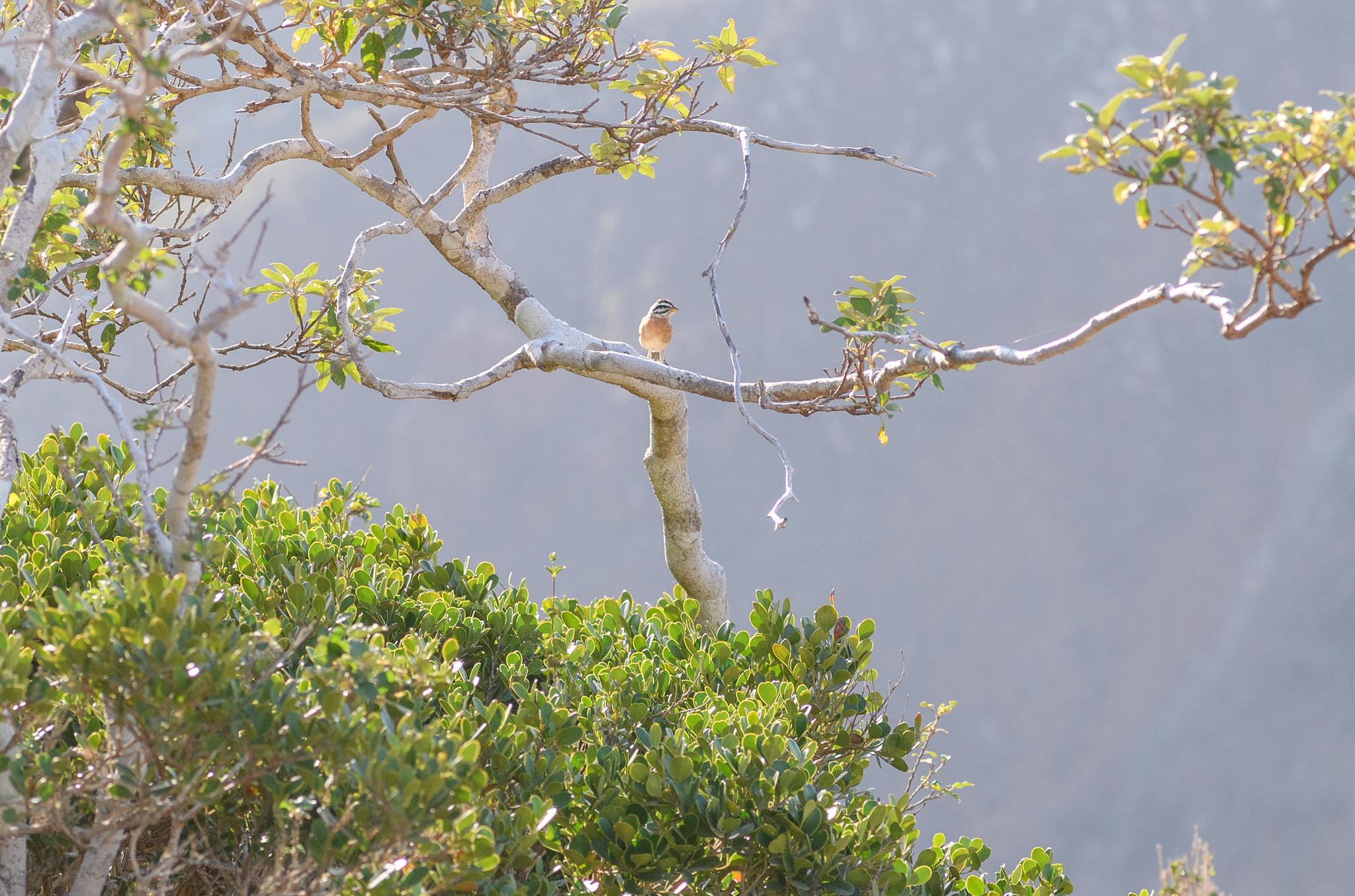 Socotra Bunting (Emberiza socotrana), photo 2