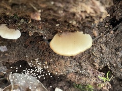 Crepidotus applanatus