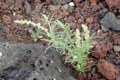 Oligomeris linifolia