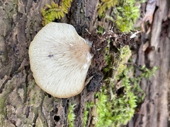 Crepidotus applanatus