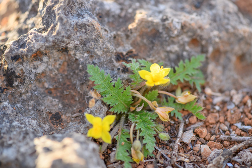 Corchorus erodioides image