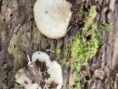 Crepidotus applanatus