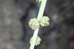 Oligomeris linifolia