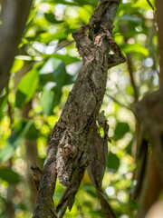 Uroplatus