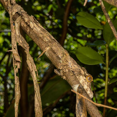 Uroplatus