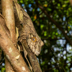 Uroplatus