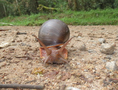 Megalobulimus pergranulatus