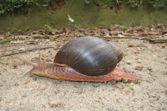 Megalobulimus pergranulatus