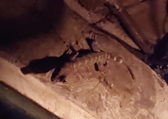 Gekko gecko