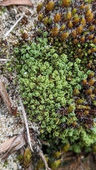 Tortella flavovirens