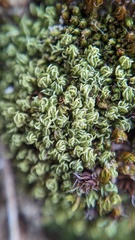 Tortella flavovirens