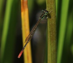 Agriocnemis pinheyi