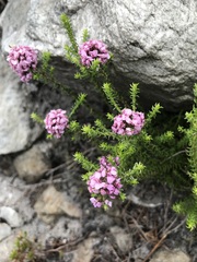 Disparago ericoides