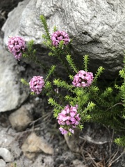 Disparago ericoides