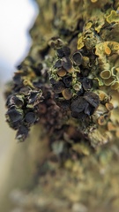 Xanthoriicola physciae