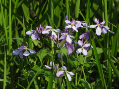 Orychophragmus violaceus