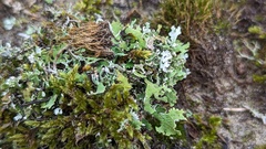 Cladonia foliacea