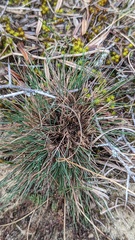 Corynephorus canescens