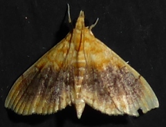 Mabra eryxalis