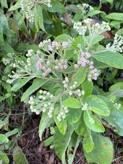 Pluchea carolinensis