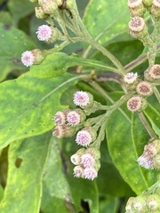 Pluchea carolinensis