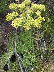 Nanobubon capillaceum