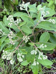 Pluchea carolinensis