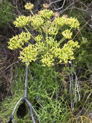 Nanobubon capillaceum