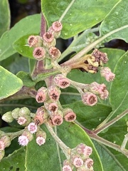 Pluchea carolinensis