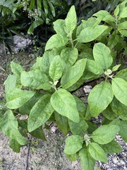 Pluchea carolinensis