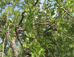 Combretum apiculatum