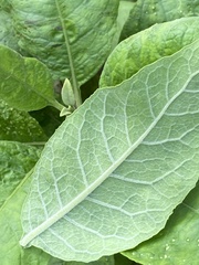 Pluchea carolinensis