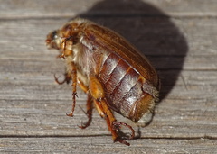 Amphimallon solstitiale