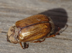 Amphimallon solstitiale