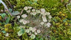 Cladonia pocillum