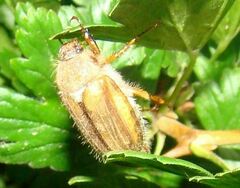 Amphimallon solstitiale